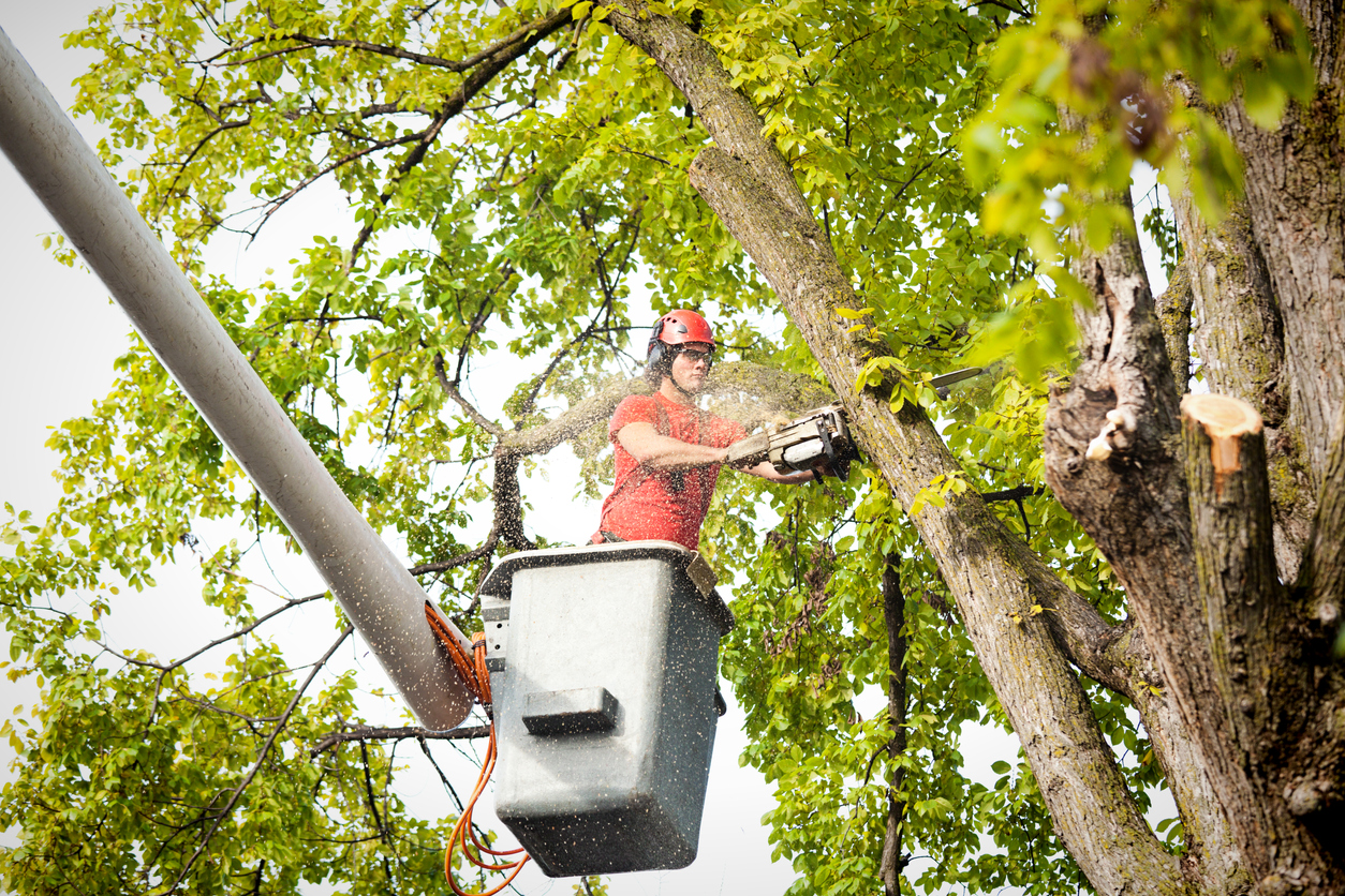 Certified arborist trimming a tree from a bucket truck
