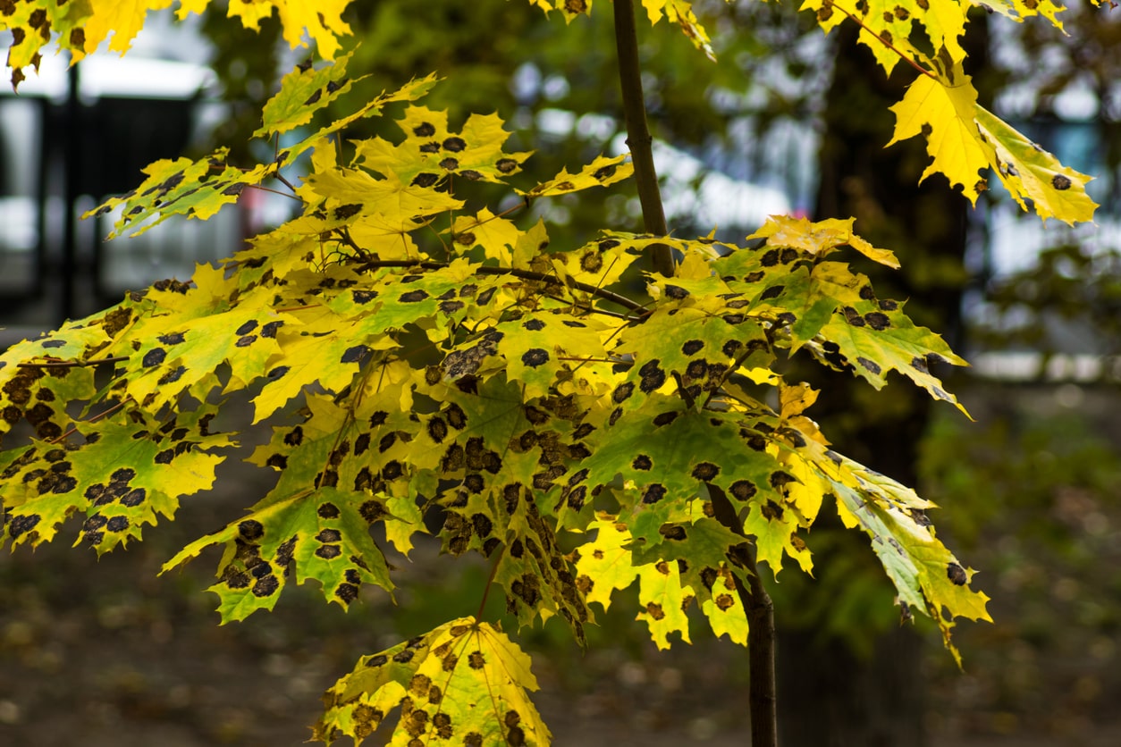 Diseased maple leaves showing spots requiring treatment