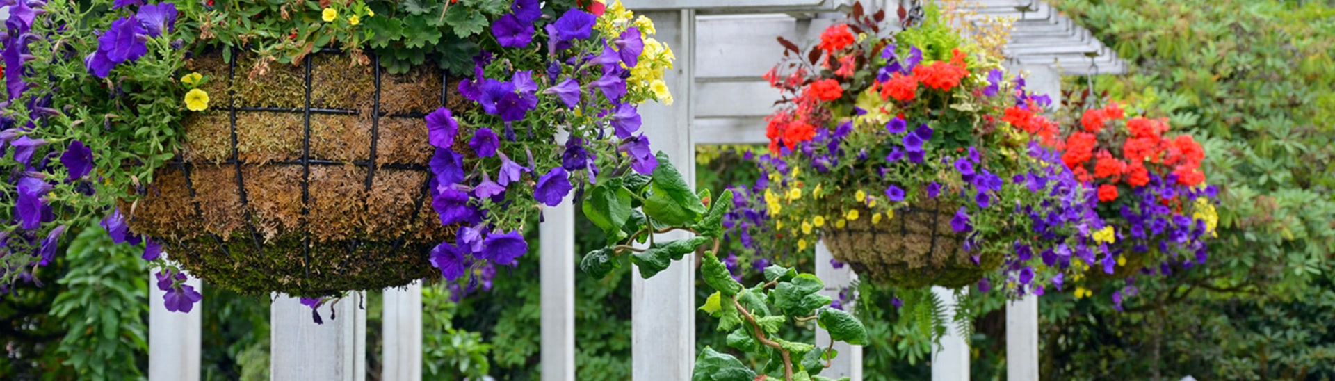 Colorful hanging flower baskets
