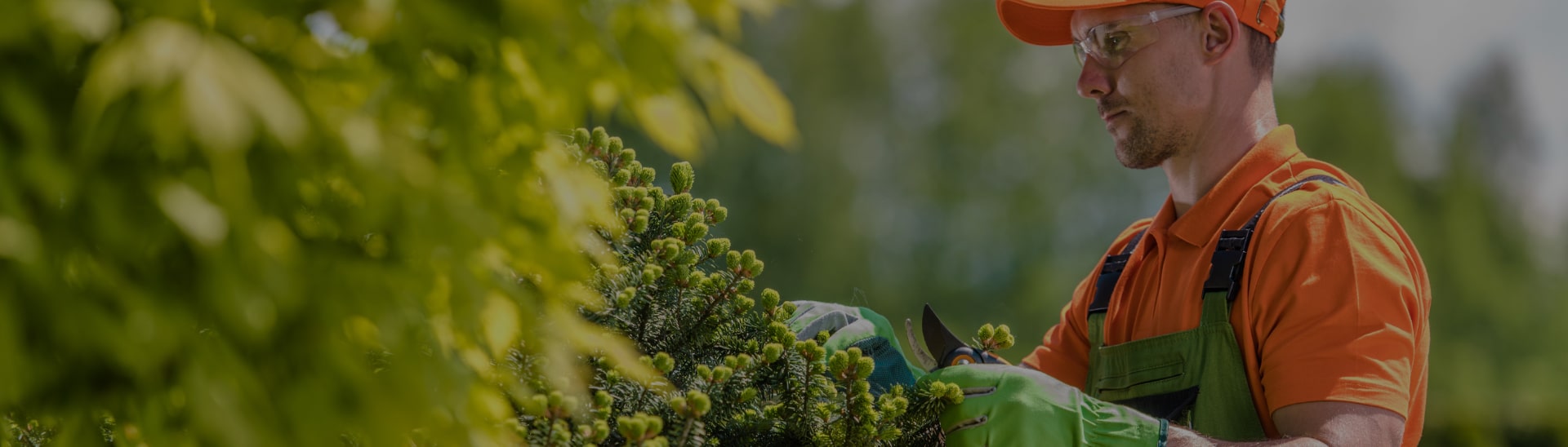 Professional trimming shrubs with safety gear