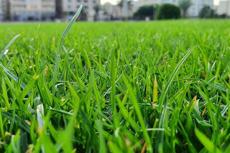 Close-up of healthy green lawn grass