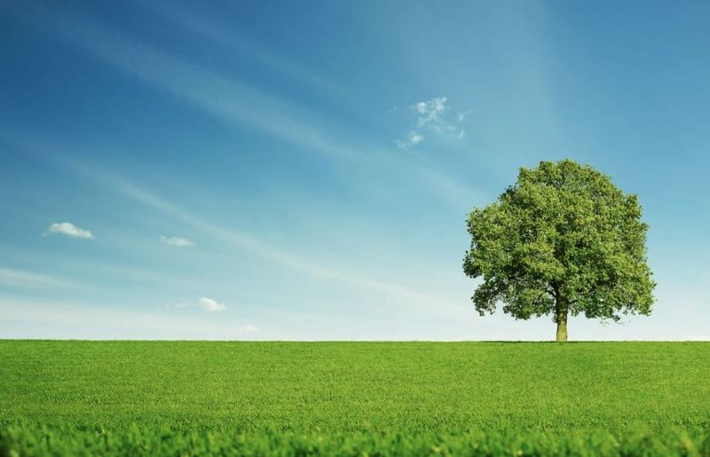 Crown cleaning and thinning for precision canopy management