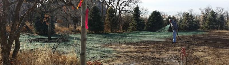 Hydroseeding a lawn area
