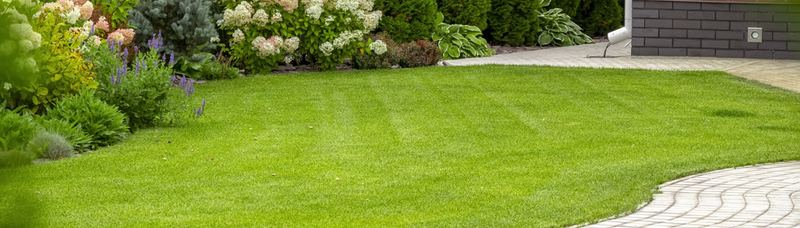 Landscaped garden with healthy plants