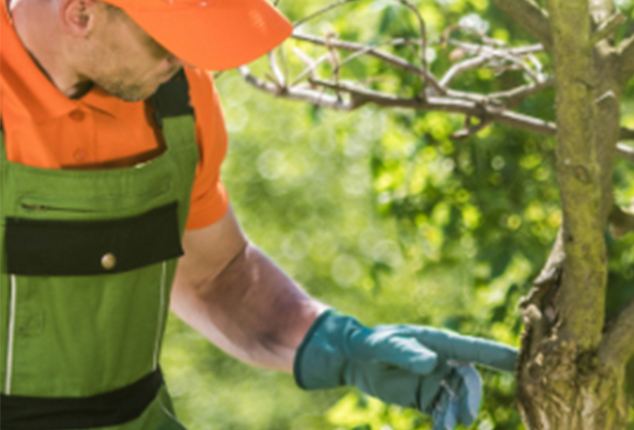 Arborist pruning a tree branch up close