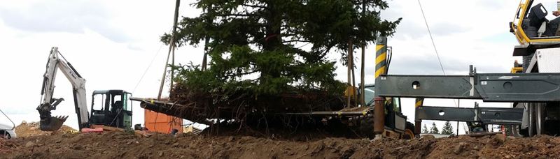 Heavy equipment transplanting a large tree